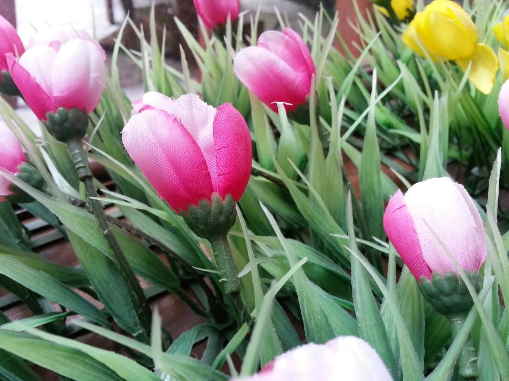Pink Tulip Hotel Хошимін Екстер'єр фото